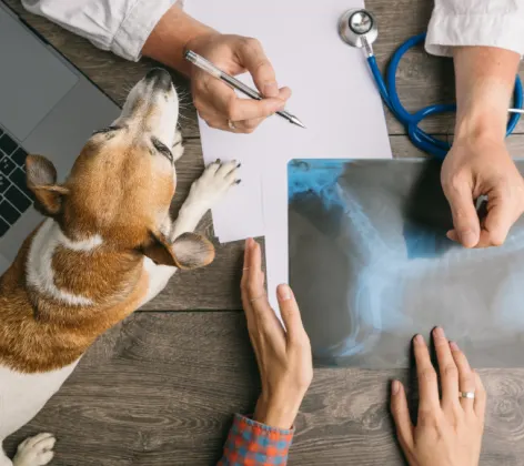 Veterinarian's Desk with Dog & Hands